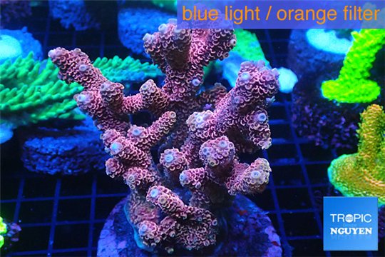 Acropora pink purple Indonesia 8-12 cm WYSIWYG acclimaté