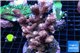 Acropora pink purple Indonesia 8-12 cm WYSIWYG acclimaté