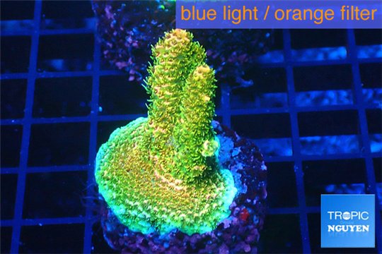 Acropora sunset 3-5 cm WYSIWYG acclimaté