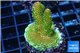 Acropora sunset 3-5 cm WYSIWYG acclimaté
