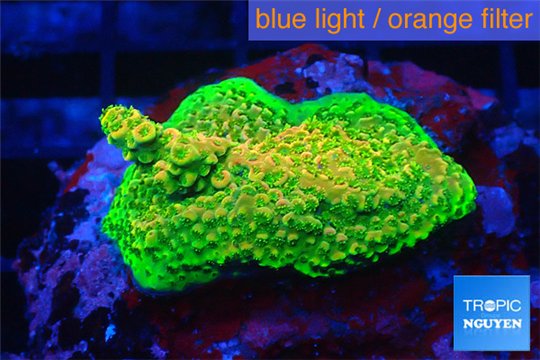 Acropora gold Indonesia base rock 4-6 cm WYSIWYG acclimaté