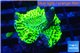 Montipora green purple 3-5 cm WYSIWYG acclimaté