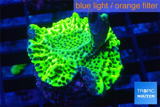 Montipora green purple 3-5 cm WYSIWYG acclimaté