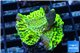 Montipora green purple 3-5 cm WYSIWYG acclimaté