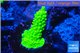 Acropora full neon green 3-4 cm WYSIWYG acclimaté