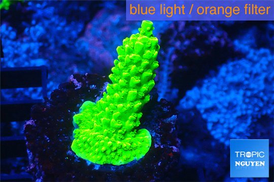 Acropora full neon green 3-4 cm WYSIWYG acclimaté