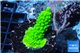 Acropora full neon green 3-4 cm WYSIWYG acclimaté
