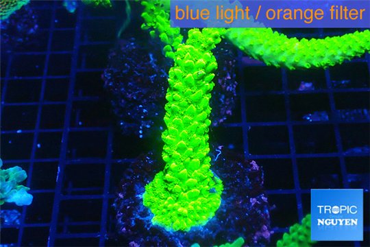 Acropora full neon green 3-5 cm WYSIWYG acclimaté