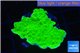 Montipora green cap 3-4 cm WYSIWYG acclimaté