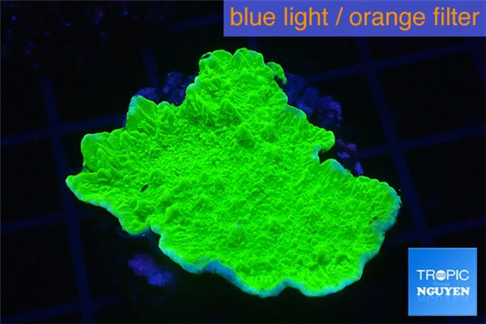 Montipora green cap 3-4 cm WYSIWYG acclimaté