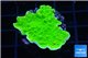 Montipora green cap 3-4 cm WYSIWYG acclimaté