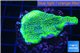 Montipora green & purple blue polyps 3-4 cm WYSIWYG acclimaté