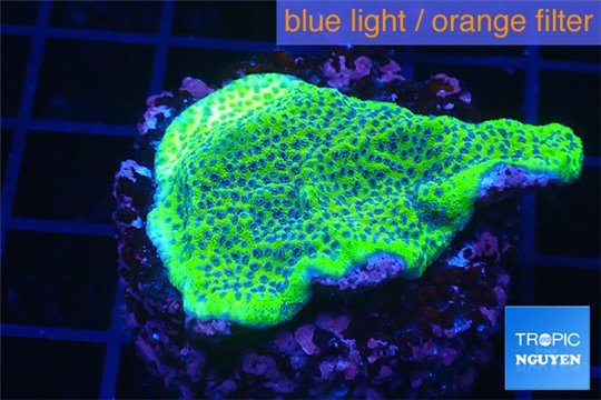 Montipora green & purple blue polyps 3-4 cm WYSIWYG acclimaté