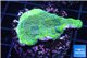 Montipora green & purple blue polyps 3-4 cm WYSIWYG acclimaté