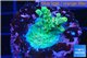 Acropora green 2-4 cm WYSIWYG acclimaté