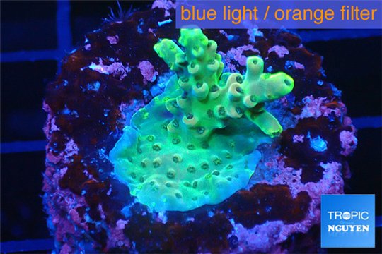 Acropora green 2-4 cm WYSIWYG acclimaté