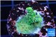 Acropora green 2-4 cm WYSIWYG acclimaté