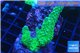 Acropora green 4-5 cm WYSIWYG acclimaté