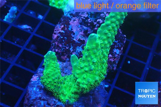Acropora green 4-5 cm WYSIWYG acclimaté