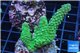 Acropora green 4-5 cm WYSIWYG acclimaté