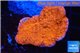 Montipora red cap 3-4 cm WYSIWYG acclimaté