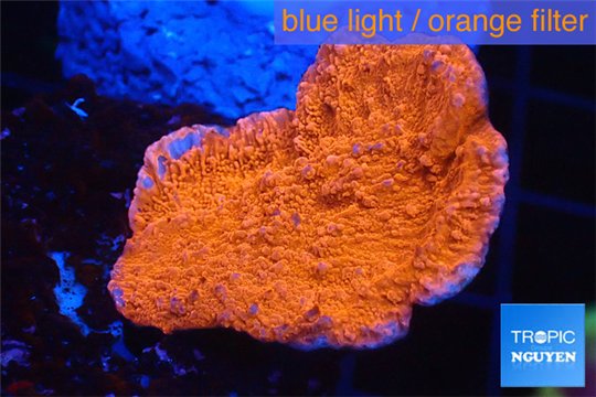 Montipora red cap 3-4 cm WYSIWYG acclimaté