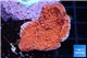 Montipora red cap 3-4 cm WYSIWYG acclimaté