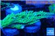 Acropora green ice frag 8-12 cm WYSIWYG acclimaté