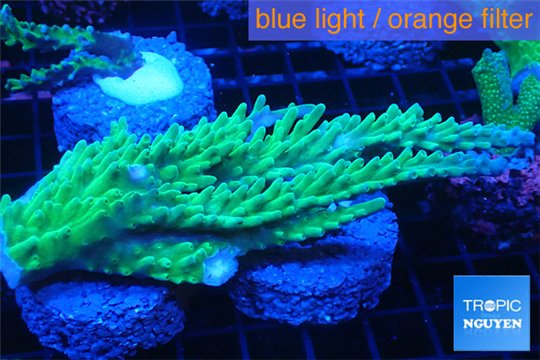 Acropora green ice frag 8-12 cm WYSIWYG acclimaté
