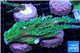 Acropora green ice frag 8-12 cm WYSIWYG acclimaté