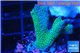 Montipora digitata green 2-3 cm WYSIWYG acclimaté