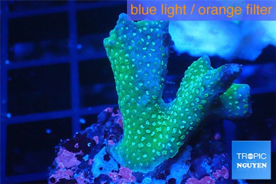 Montipora digitata green 2-3 cm WYSIWYG acclimaté
