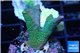 Montipora digitata green 2-3 cm WYSIWYG acclimaté
