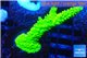 Acropora full neon green 3-4 cm WYSIWYG acclimaté