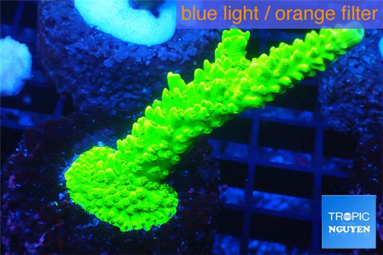 Acropora full neon green 3-4 cm WYSIWYG acclimaté