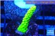 Acropora full neon green 2-4 cm WYSIWYG acclimaté