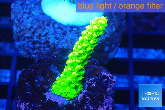 Acropora full neon green 2-4 cm WYSIWYG acclimaté