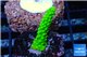 Acropora full neon green 2-4 cm WYSIWYG acclimaté