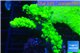 Acropora full neon green 4-6 cm WYSIWYG acclimaté