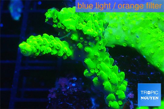 Acropora full neon green 4-6 cm WYSIWYG acclimaté