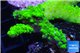 Acropora full neon green 4-6 cm WYSIWYG acclimaté