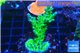 Acropora green purple 3-4 cm WYSIWYG acclimaté