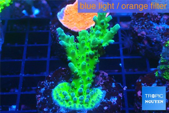 Acropora green purple 3-4 cm WYSIWYG acclimaté
