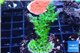 Acropora green purple 3-4 cm WYSIWYG acclimaté