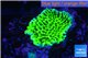 Montipora green & purple polyps 2-4 cm WYSIWYG acclimaté