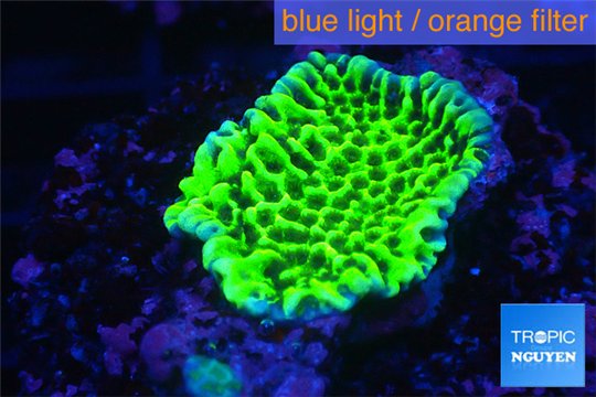 Montipora green & purple polyps 2-4 cm WYSIWYG acclimaté