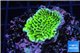 Montipora green & purple polyps 2-4 cm WYSIWYG acclimaté