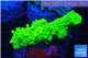 Acropora full neon green 4-6 cm WYSIWYG acclimaté