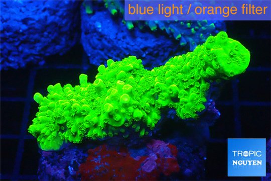 Acropora full neon green 4-6 cm WYSIWYG acclimaté