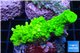 Acropora full neon green 4-6 cm WYSIWYG acclimaté